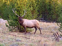 Yellowstone (28).JPG